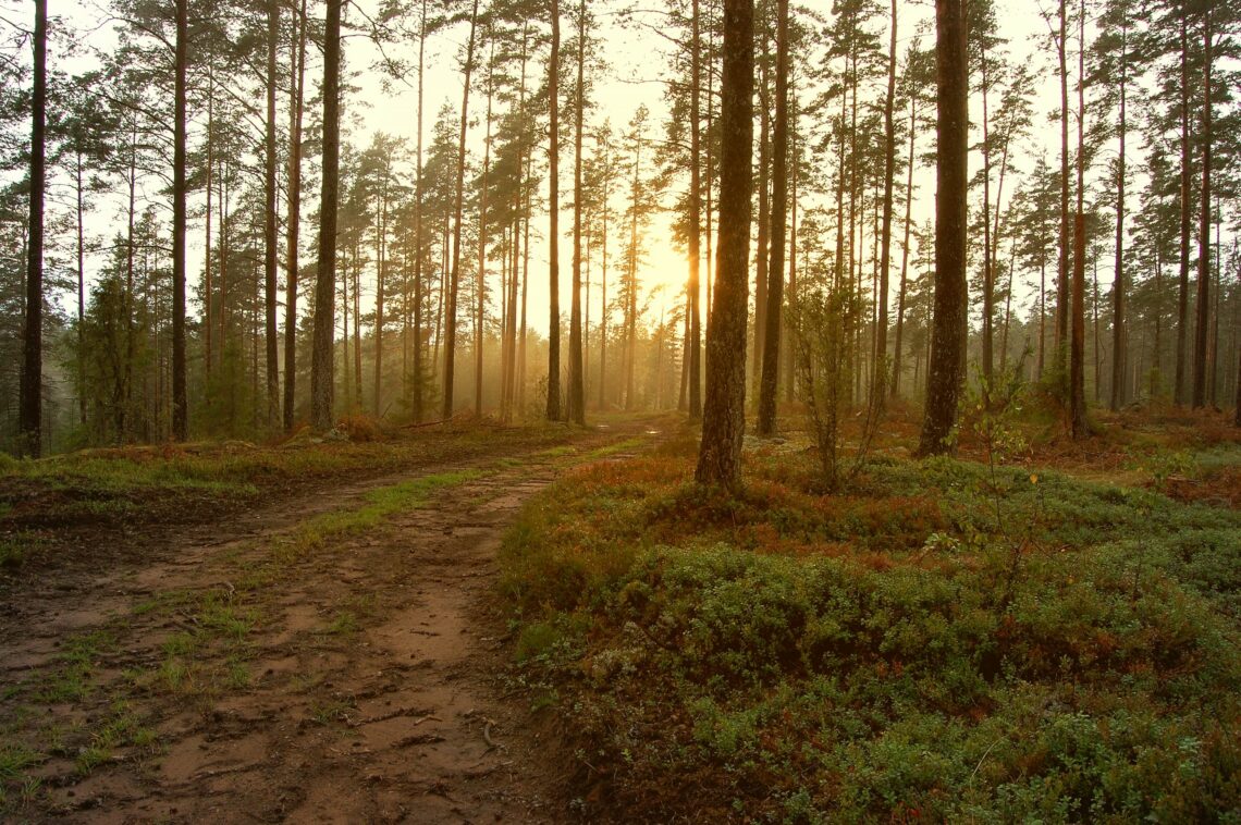 end of life pathway