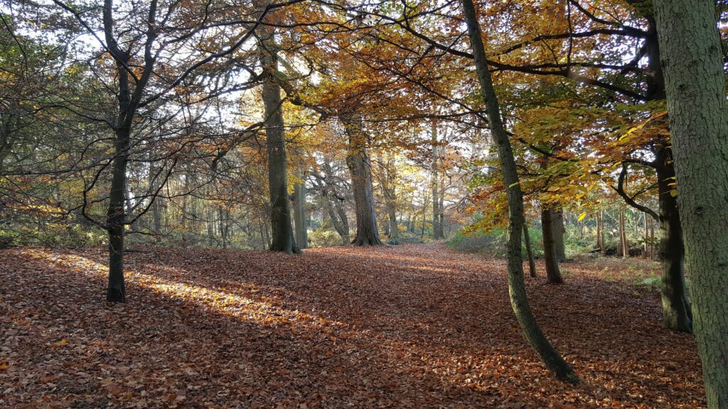 Bedfordshire forest